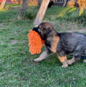 German Shepherd Dog puppy for sale