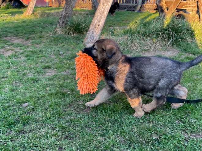 German Shepherd Dog puppy for sale