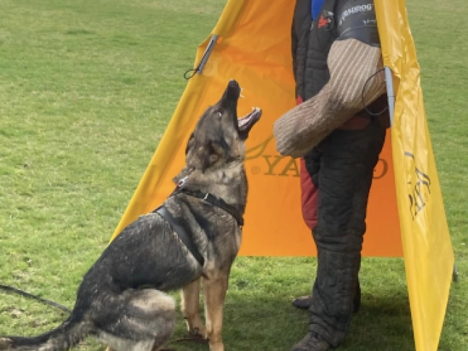 German Shepherd Dog puppy for sale