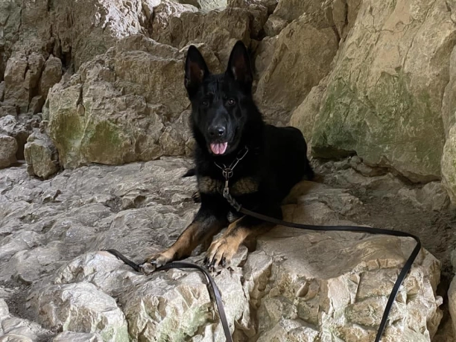 German Shepherd Dog puppy for sale