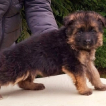 German Shepherd Dog puppy for sale