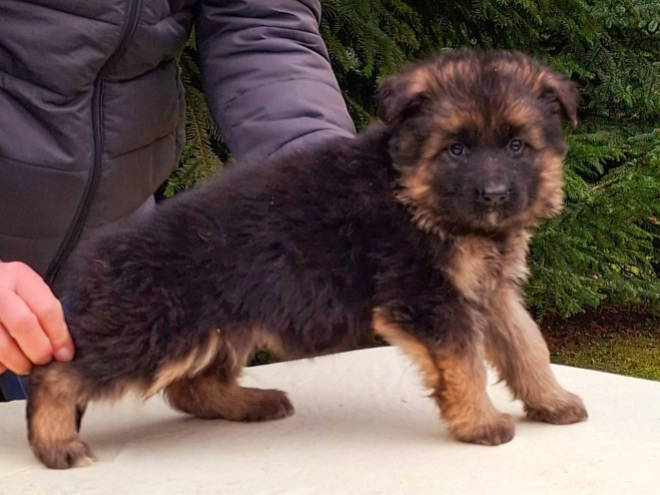 German Shepherd Dog puppy for sale
