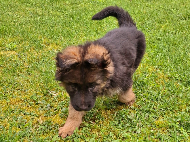 Deutscher Schäferhund Welpe kaufen