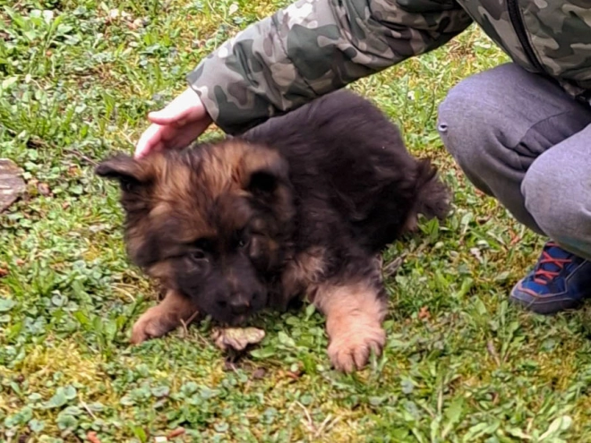 Deutscher Schäferhund Welpe kaufen