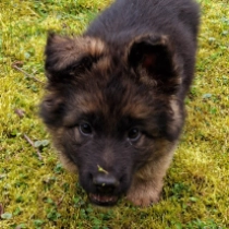 German Shepherd Dog puppy for sale