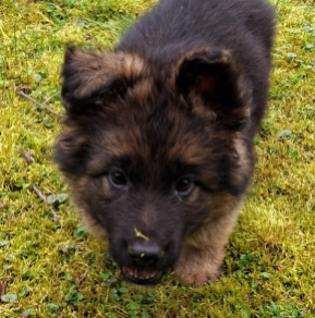 Deutscher Schäferhund Welpe kaufen