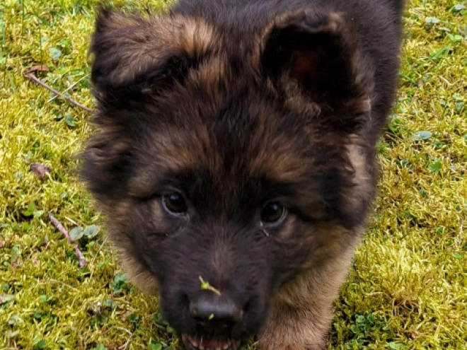 Deutscher Schäferhund Welpe kaufen