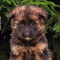 German Shepherd Dog puppy for sale