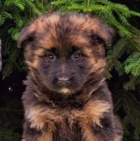 German Shepherd Dog puppy for sale