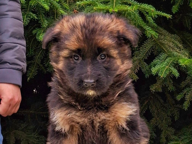 German Shepherd Dog puppy for sale