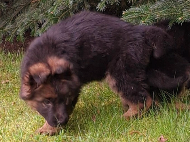 Deutscher Schäferhund Welpe kaufen
