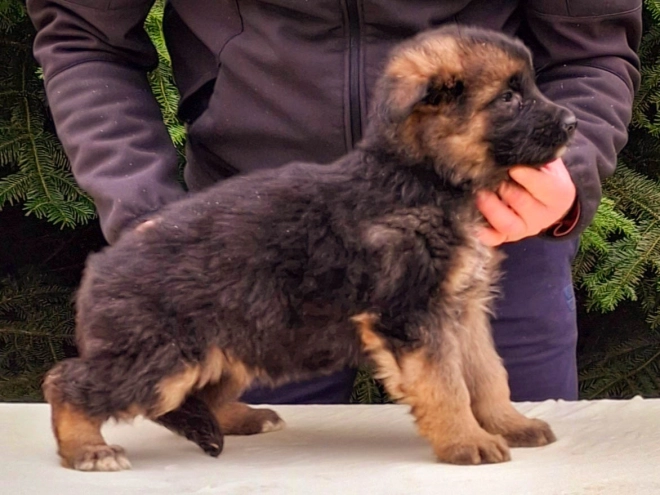 German Shepherd Dog puppy for sale