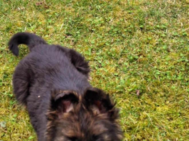 Deutscher Schäferhund Welpe kaufen