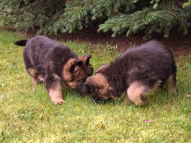 Deutscher Schäferhund Welpe kaufen