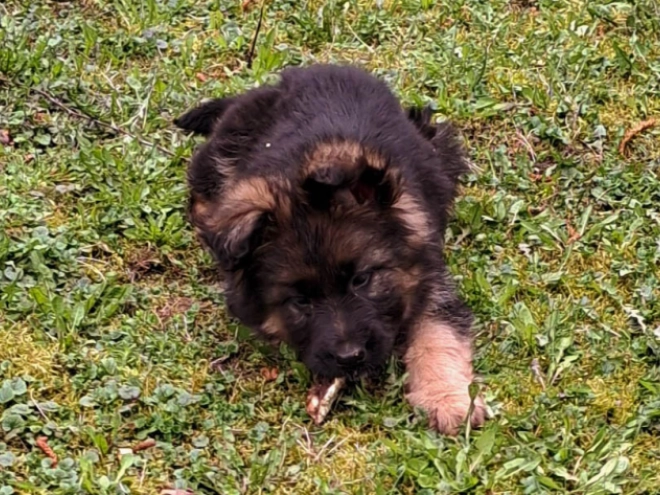 Deutscher Schäferhund Welpe kaufen