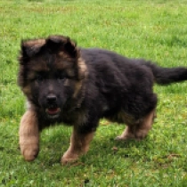 German Shepherd Dog puppy for sale