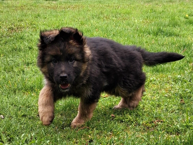 Deutscher Schäferhund Welpe kaufen