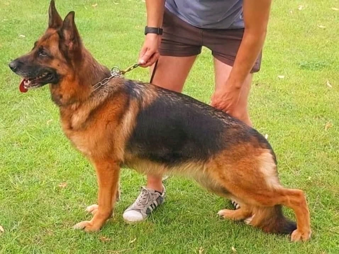 German Shepherd Dog puppy for sale
