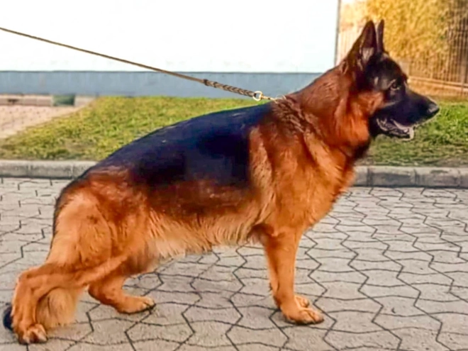 German Shepherd Dog puppy for sale