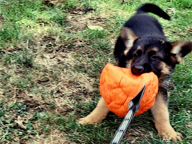 German Shepherd Dog puppy for sale