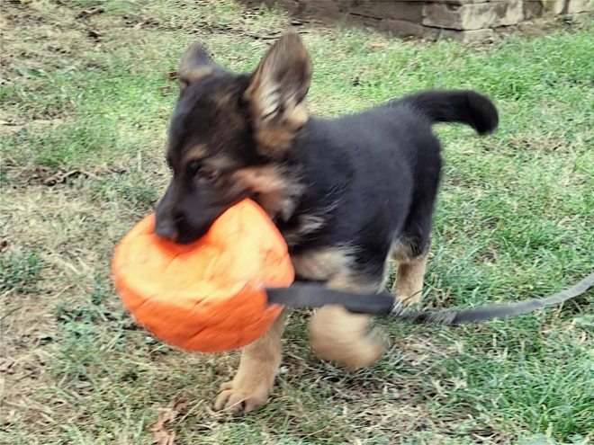 German Shepherd Dog puppy for sale