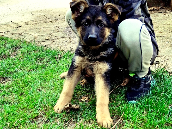 German Shepherd Dog puppy for sale