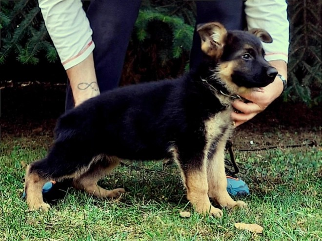 German Shepherd Dog puppy for sale