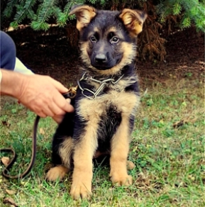 German Shepherd Dog puppy for sale