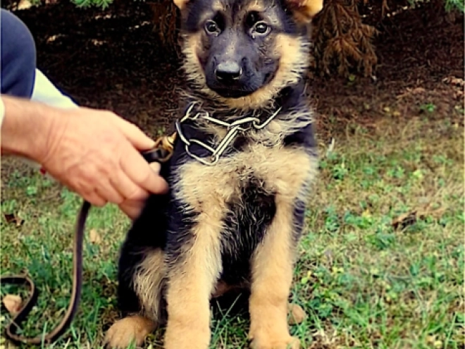German Shepherd Dog puppy for sale