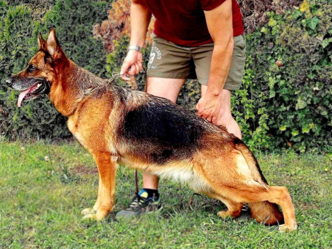 German Shepherd Dog puppy for sale