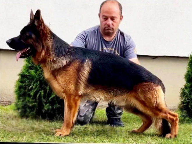 German Shepherd Dog puppy for sale