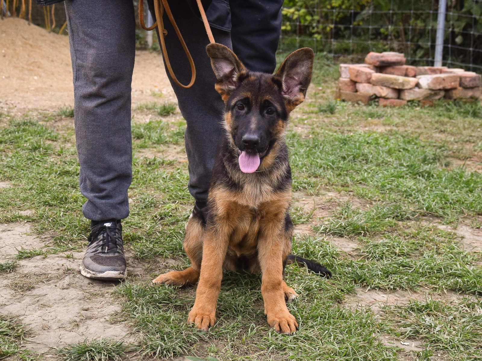 Rose German Shepherd Dog Puppy for sale EuroPuppy