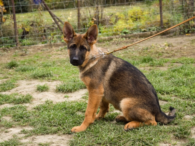 German Shepherd Dog puppy for sale