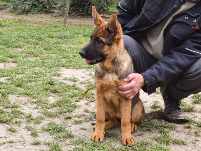 German Shepherd Dog puppy for sale