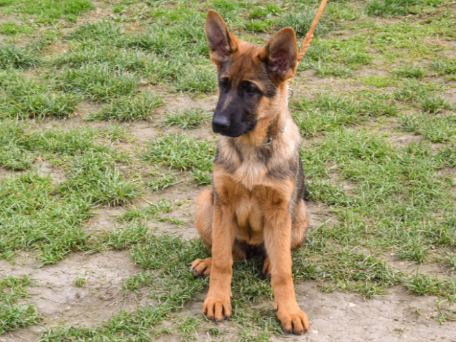German Shepherd Dog puppy for sale
