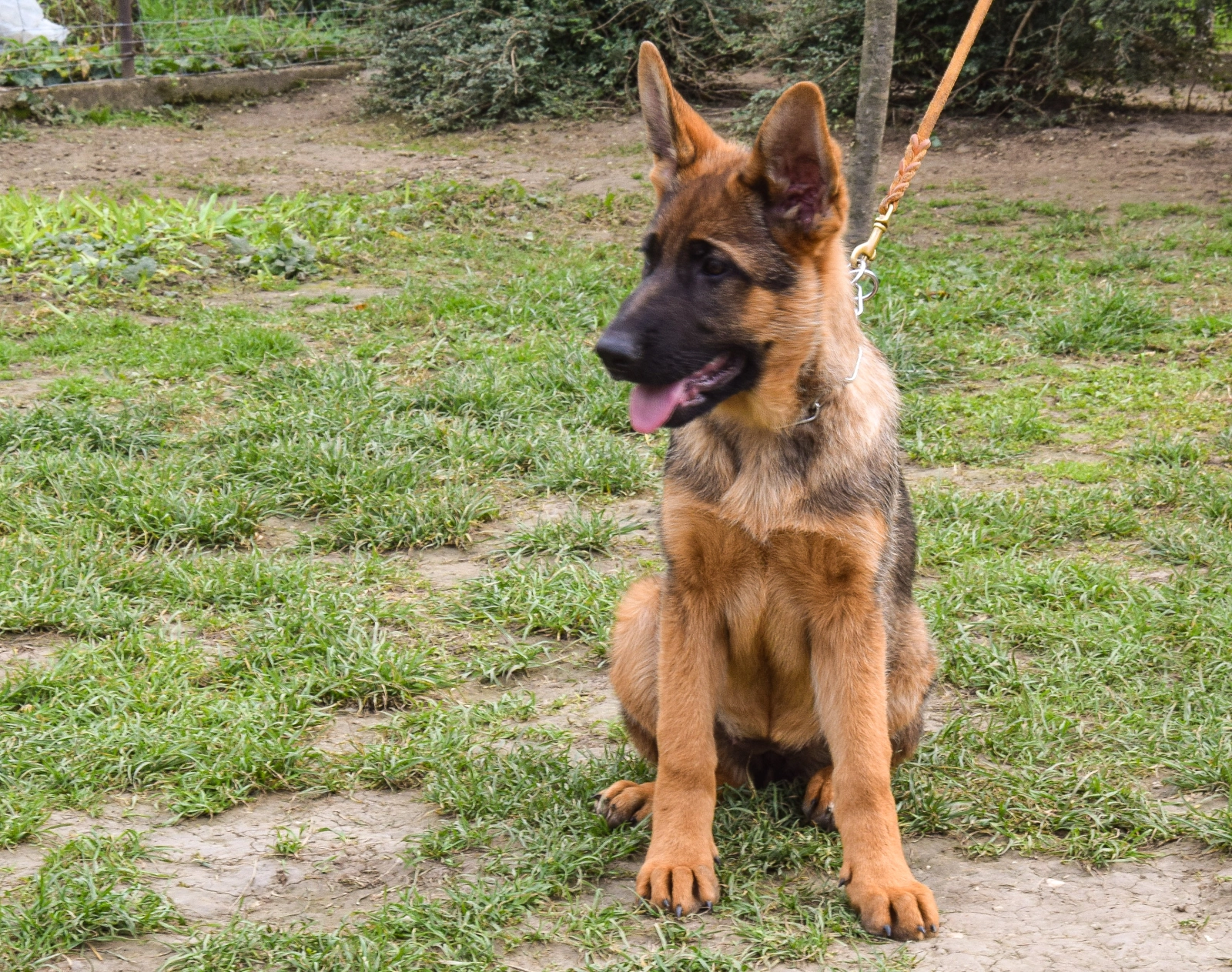 Dog Breed Average Cost Of Purebred German Shepherd Shepherd
