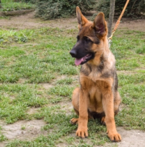 Deutscher Schäferhund Welpe kaufen