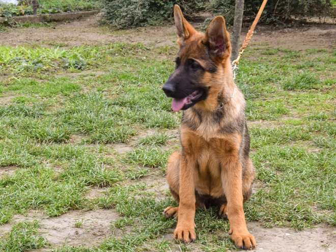 German Shepherd Dog puppy for sale