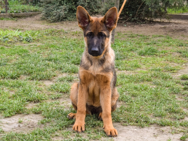 German Shepherd Dog puppy for sale
