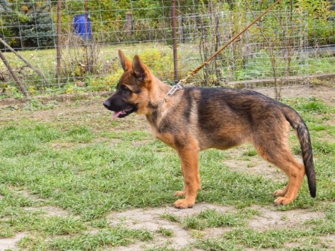 German Shepherd Dog puppy for sale