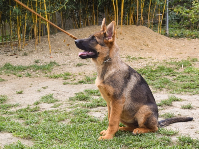German Shepherd Dog puppy for sale