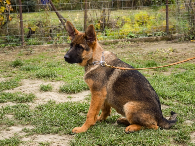 German Shepherd Dog puppy for sale