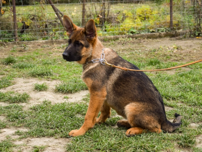 German Shepherd Dog puppy for sale