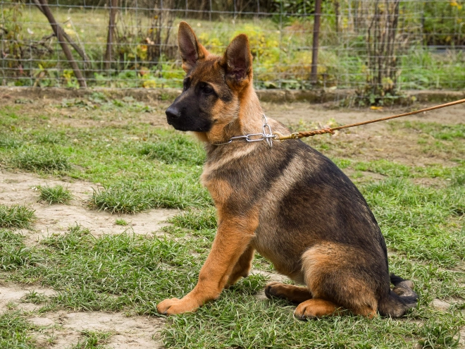 German Shepherd Dog puppy for sale