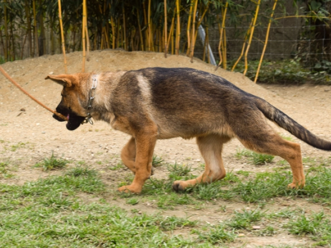 German Shepherd Dog puppy for sale