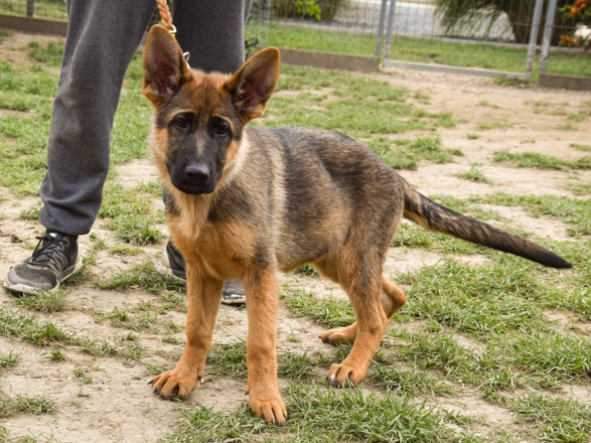 German Shepherd Dog puppy for sale
