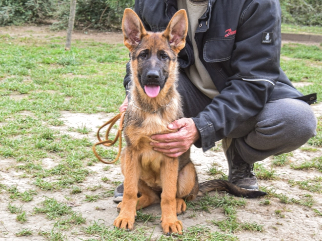German Shepherd Dog puppy for sale