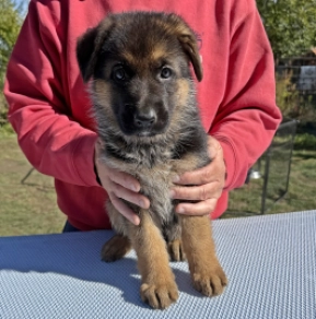 Perros Pastor Alemán en venta