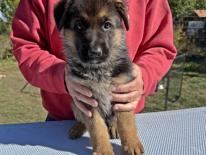Perros Pastor Alemán en venta