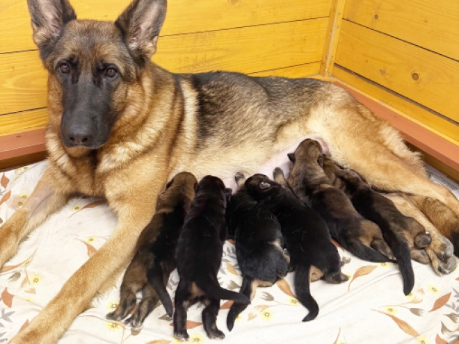 German Shepherd Dog puppy for sale